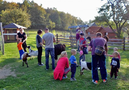 Kŕmenie kozičiek a alpak